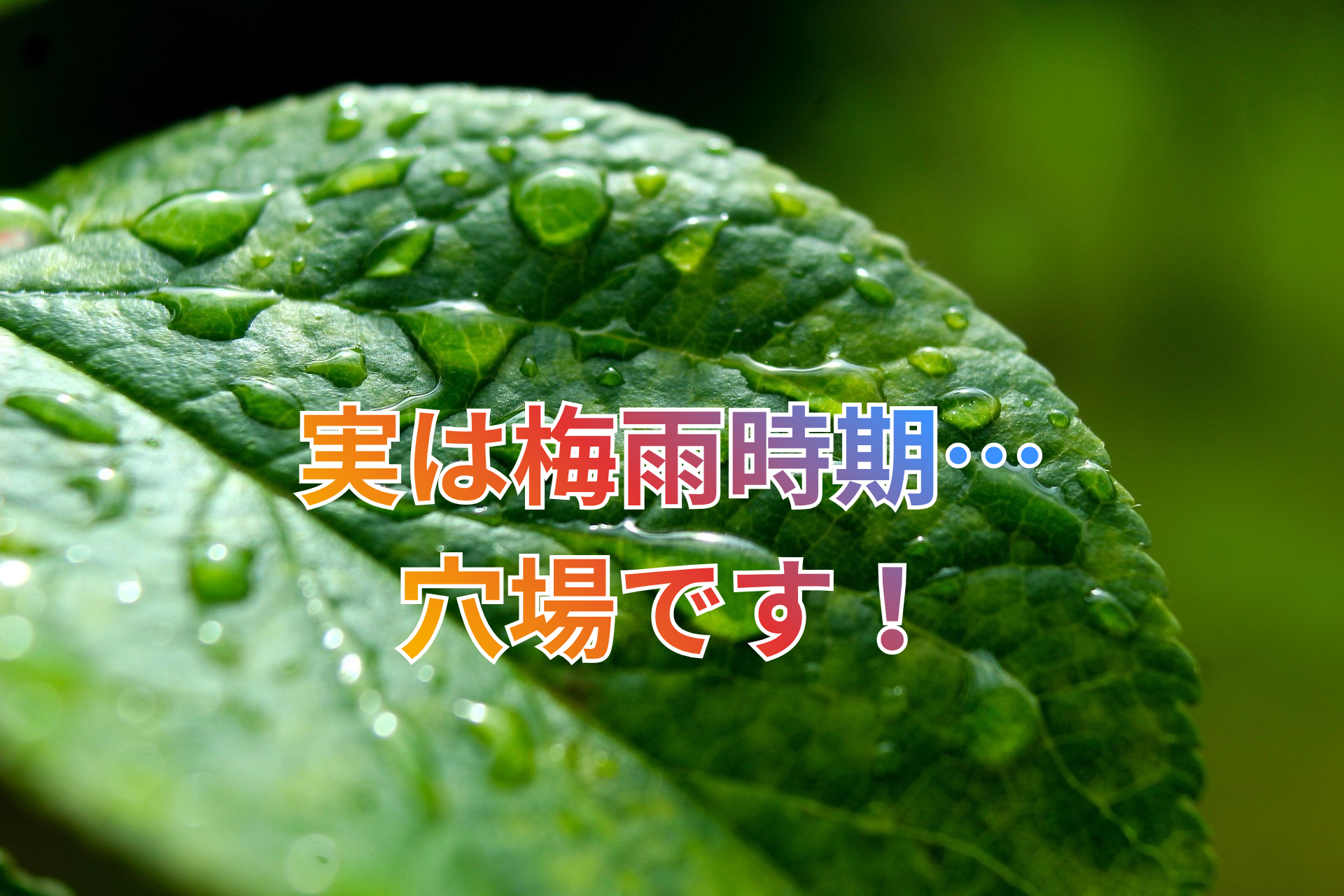実は梅雨時期... 穴場なんです！.png