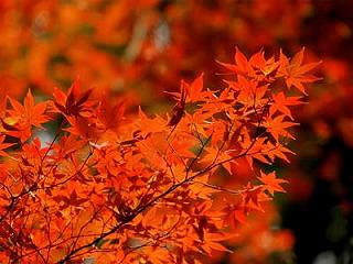 c.autumn-leaves.jpg