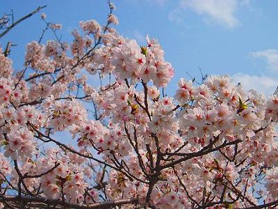 cherry-blossoms-2185003__340.jpg