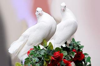 dove-3140179__340.jpg