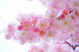 japanese-cherry-trees-324175__340.jpg