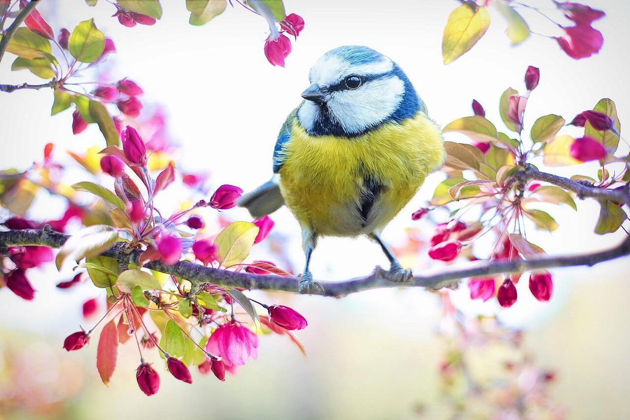 jillwellington-spring-bird-2295434_1920.jpg