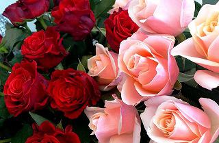 roses-398541_960_720.jpg