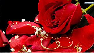 wedding-rings-background-rose-holidays--weddings-red-rose-and-wedding-rings-on-a-black-background-057067-.jpg